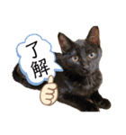 齋藤家の猫かぼすとおはぎのスタンプ（個別スタンプ：10）