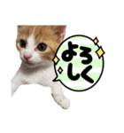 齋藤家の猫かぼすとおはぎのスタンプ（個別スタンプ：11）