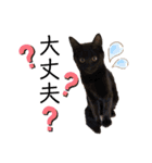 齋藤家の猫かぼすとおはぎのスタンプ（個別スタンプ：12）
