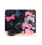 齋藤家の猫かぼすとおはぎのスタンプ（個別スタンプ：15）