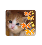 齋藤家の猫かぼすとおはぎのスタンプ（個別スタンプ：16）