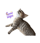 にゃんにゃんにゃんこの日常（個別スタンプ：1）