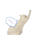 にゃんにゃんにゃんこの日常（個別スタンプ：3）