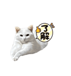 にゃんにゃんにゃんこの日常（個別スタンプ：4）