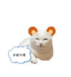 にゃんにゃんにゃんこの日常（個別スタンプ：6）