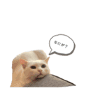 にゃんにゃんにゃんこの日常（個別スタンプ：12）