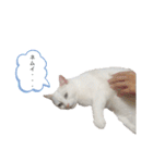 にゃんにゃんにゃんこの日常（個別スタンプ：17）