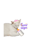 にゃんにゃんにゃんこの日常（個別スタンプ：19）