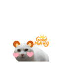 にゃんにゃんにゃんこの日常（個別スタンプ：26）