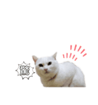 にゃんにゃんにゃんこの日常（個別スタンプ：28）