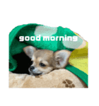 愛犬(♡)日常会話（個別スタンプ：1）
