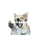 愛犬(♡)日常会話（個別スタンプ：4）