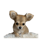 愛犬(♡)日常会話（個別スタンプ：6）
