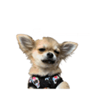 愛犬(♡)日常会話（個別スタンプ：7）