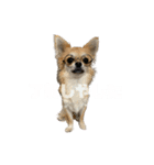 愛犬(♡)日常会話（個別スタンプ：10）