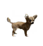 愛犬(♡)日常会話（個別スタンプ：11）
