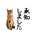 サビ猫のちゃこ5（個別スタンプ：4）