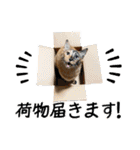 サビ猫のちゃこ5（個別スタンプ：10）