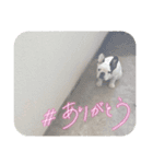 フレブルpuppyアレク4（個別スタンプ：2）