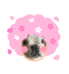 フレブルpuppyアレク4（個別スタンプ：6）