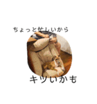 IGモネホーク（個別スタンプ：3）