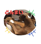 IGモネホーク（個別スタンプ：10）