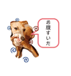 IGモネホーク（個別スタンプ：11）