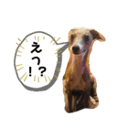 IGモネホーク（個別スタンプ：14）
