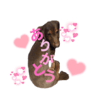 大好きアズキちゃんパート2（個別スタンプ：1）