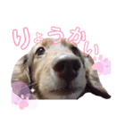 大好きアズキちゃんパート2（個別スタンプ：6）