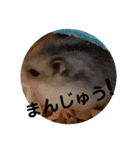 こしあんさんの日常その0（個別スタンプ：17）