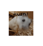 こしあんさんの日常その0（個別スタンプ：21）