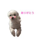 ころんの挨拶スタンプ♪（個別スタンプ：7）