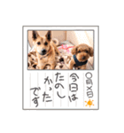 うちの子すたんぷ3（個別スタンプ：6）