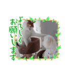 うちの子すたんぷ3（個別スタンプ：7）