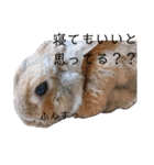 うさぎだと思った？？違います。（個別スタンプ：29）