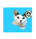 トラこうななこうのNEKOSスタンプ（個別スタンプ：2）