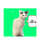 トラこうななこうのNEKOSスタンプ（個別スタンプ：3）