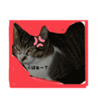 トラこうななこうのNEKOSスタンプ（個別スタンプ：4）