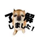 ににのすたんぷ3（個別スタンプ：1）