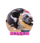 ガッシーねこーずシリーズ⑮ちゃくま（個別スタンプ：7）