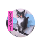 ガッシーねこーずシリーズ⑮ちゃくま（個別スタンプ：12）