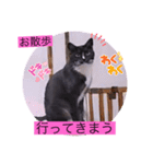 ガッシーねこーずシリーズ⑮ちゃくま（個別スタンプ：14）