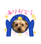 ちゃっかりヨーキーくん（個別スタンプ：1）