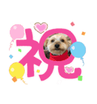 ちゃっかりヨーキーくん（個別スタンプ：2）