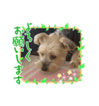 ちゃっかりヨーキーくん（個別スタンプ：4）