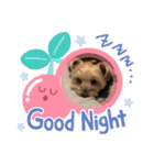 ちゃっかりヨーキーくん（個別スタンプ：5）