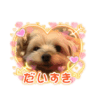 ちゃっかりヨーキーくん（個別スタンプ：12）