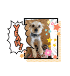 ちゃっかりヨーキーくん（個別スタンプ：15）