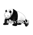 東京PANDA LIFE（個別スタンプ：14）